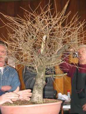 IMG_0135bonsai.jpg