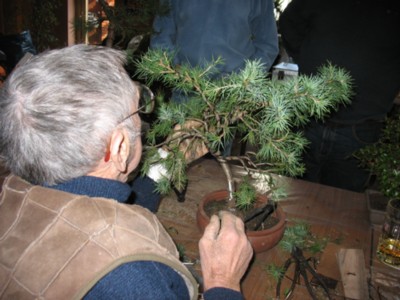 IMG_0152bonsai horst krekeler.jpg