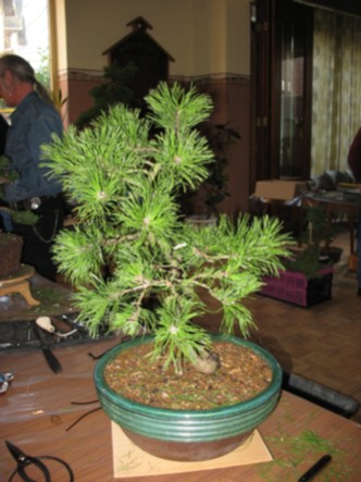 IMG_0148bonsai workshop.jpg