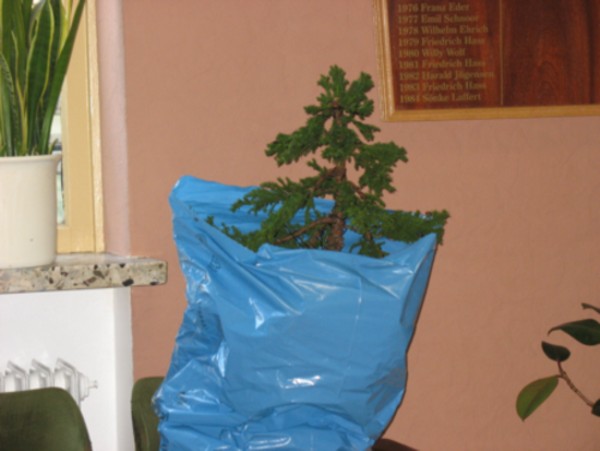 IMG_0209bonsai.jpg