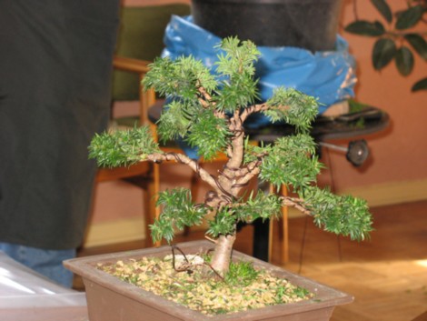IMG_0171bonsai.jpg