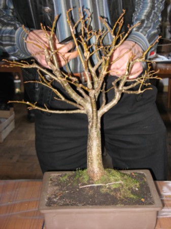 IMG_0159bonsaiworkshop.jpg