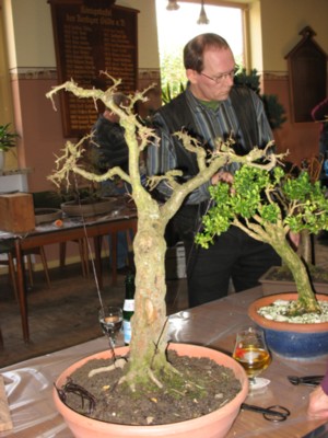 ein alter Weißdorn aus dem Moor
