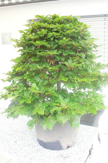 Buche Rohmaterial 170607.jpg