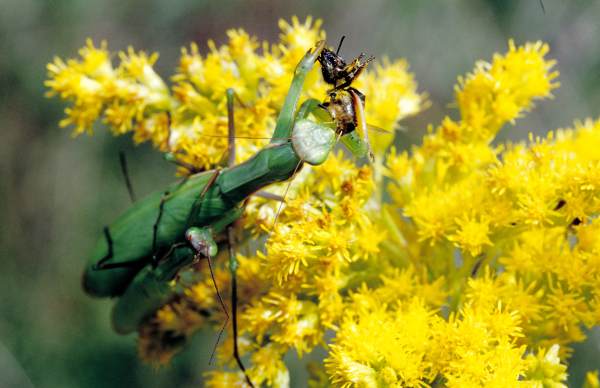 Gottesanbeterin (Mantiis religiosa)5.jpg