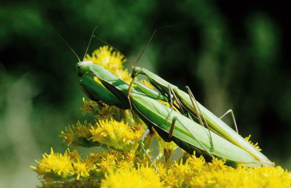 Gottesanbeterin (Mantiis religiosa)1.jpg