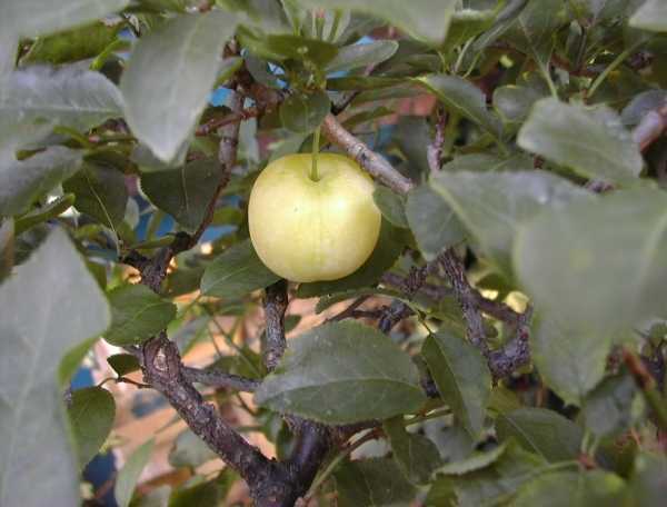 Früchte1.jpg