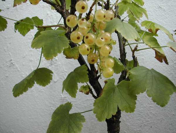 Früchte 8.jpg