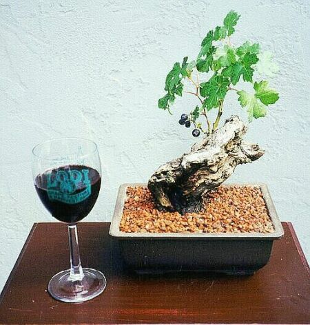 Wein.jpg