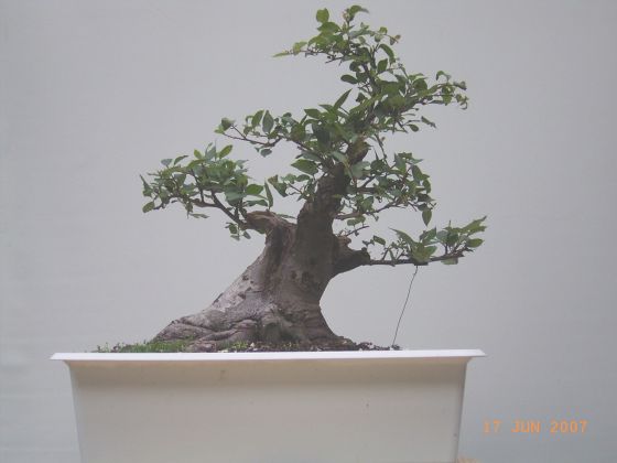 Malus Juli2007  Update.jpg