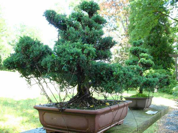 Juniperus.jpg