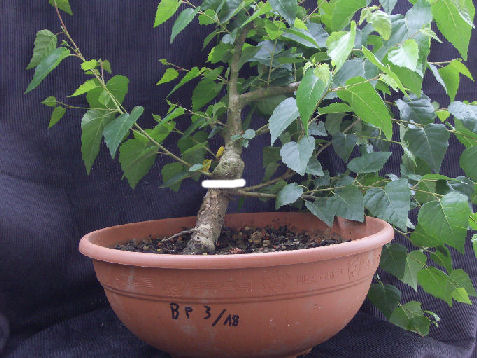 Birkeyamadori3.jpg