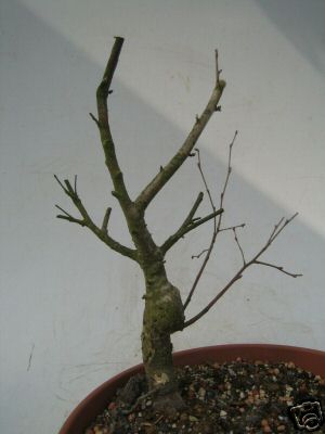 betula.jpg