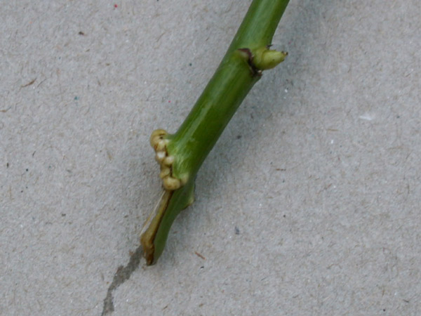 PICT00031.jpg