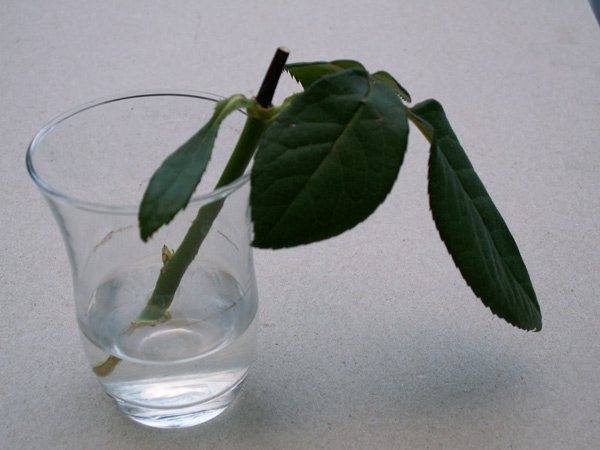 PICT00021.jpg