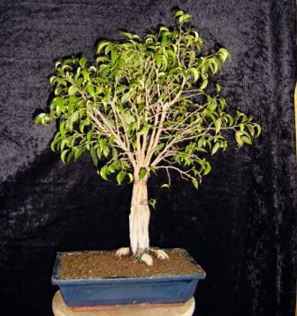Ficus h.jpg