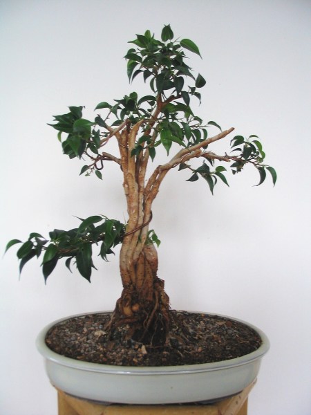Ficus benjamina hinten...oder doch vorne????