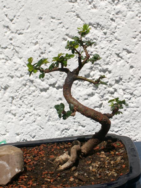2007 vorderseite