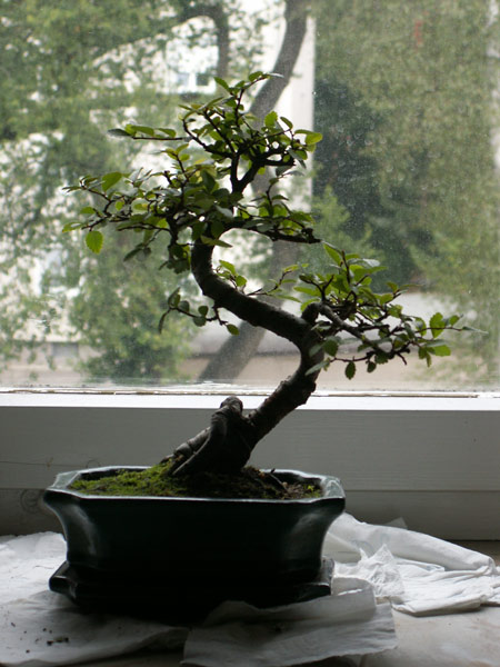 2006 vorderseite