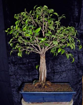 Ficus 006.jpg