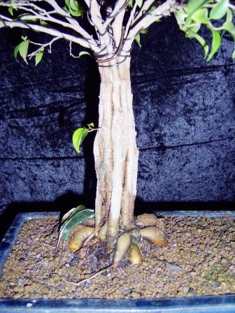 Ficus 004.jpg