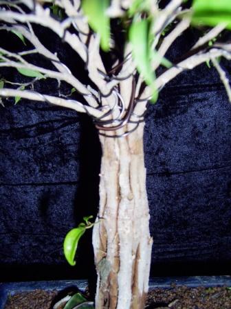 Ficus 002.jpg