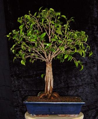 Ficus 001.jpg