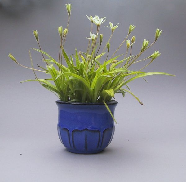 net_Rhodohypoxis.jpg