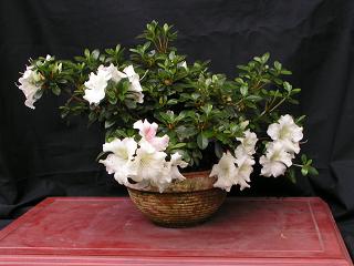 t 036.jpg