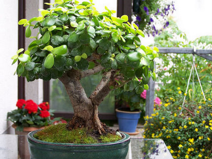 Hier ein Foto der PORTULACARIA afra ´Lemon