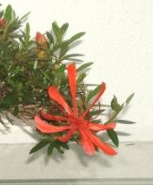 Blütendetail