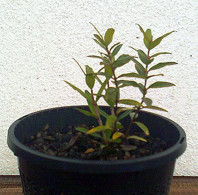 Punica20070710.jpg