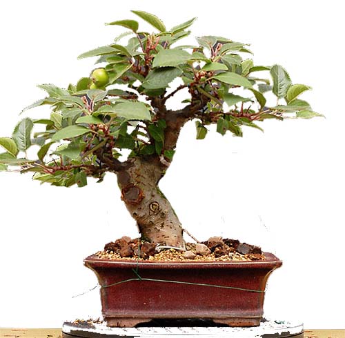 malus.jpg