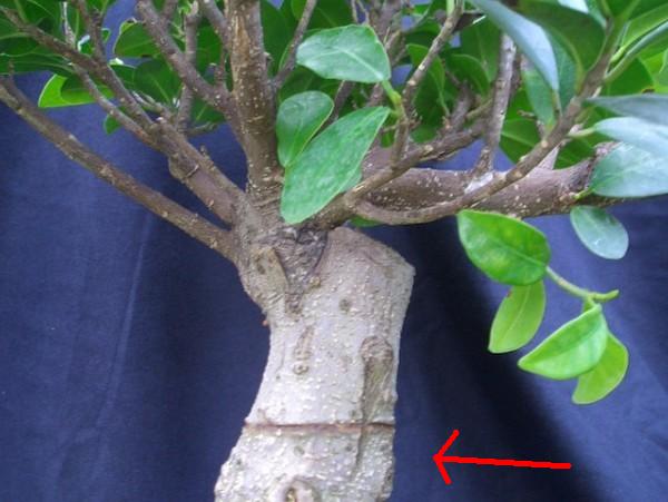 Hier würde ich abschneiden, damit die Einschnürung und die riesige Schnittstelle weg sind. Es wird zwar wieder eine riesige Schnittstelle entstehen, aber vll. treibt der Baum diesmal besser aus. Außerdem wird dann die Einschnürung weg sein.