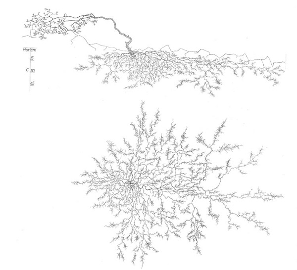 Pinus-sylvestris.jpg