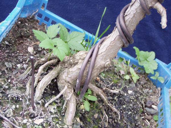 Auch wenn da ein dicker Knubbel is, ich find's nett
