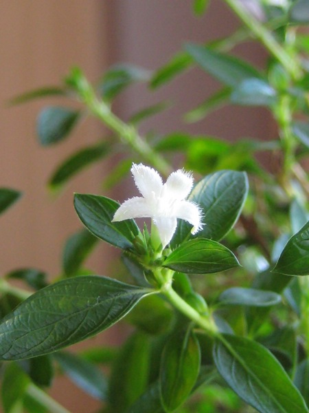 Erste Blüte meiner Serissa dieses Jahr
