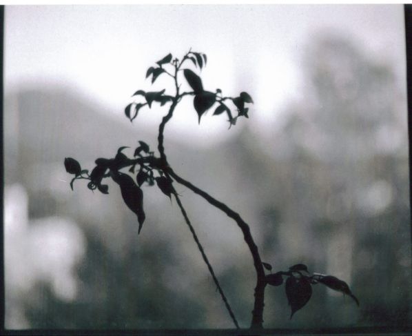 Ficus 2005 klein.jpg