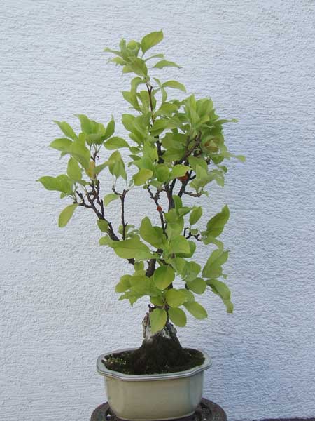 apfel2.jpg