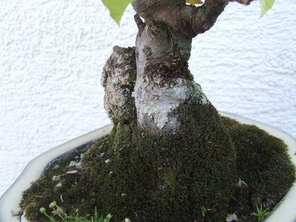 apfel3.jpg
