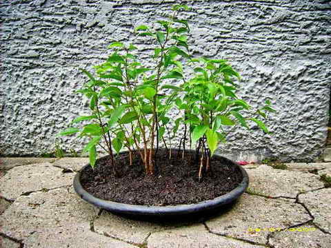 Ficus1.jpg