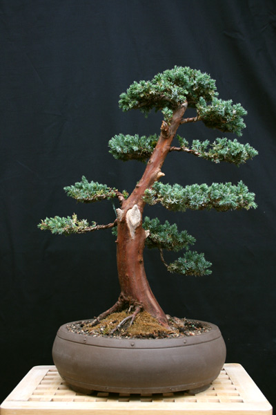 Wacholder2-190707.jpg