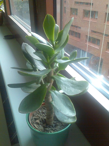 Crassula arborescens