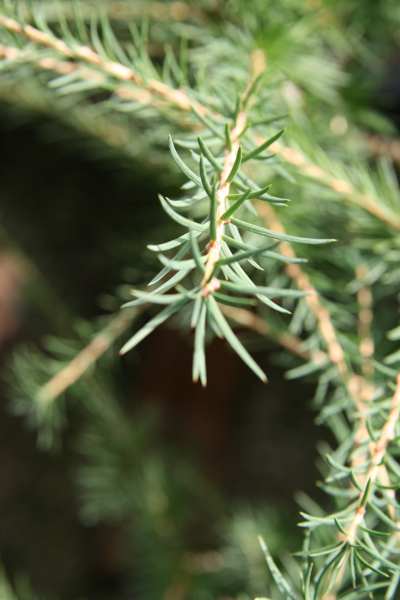 Laerche-Knospe.jpg