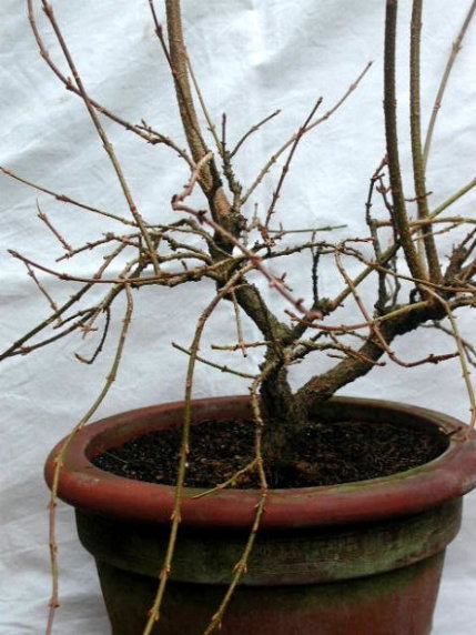 Im Jahr 2005 hatte die Forsythie nach mehreren Jahren des wilden Wucherns einige Veränderungen durchlaufen.