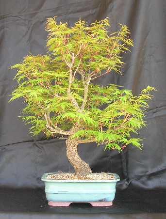 Arakawa kurz nach Kauf April 07