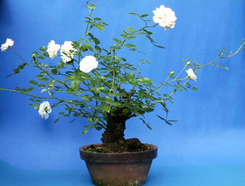 Rosie_no2_1_7_2007.jpg
