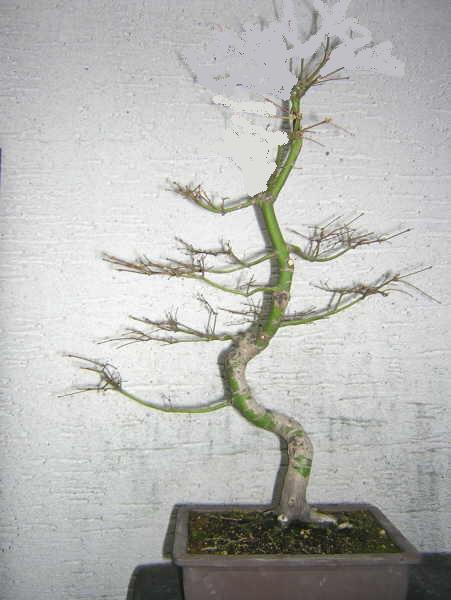 acer_palm__klein_und__acer_palm__geschwungen_mit_neuer_krone_jan_002.jpg