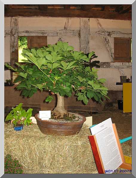 Ausstellung Beuren 066.jpg
