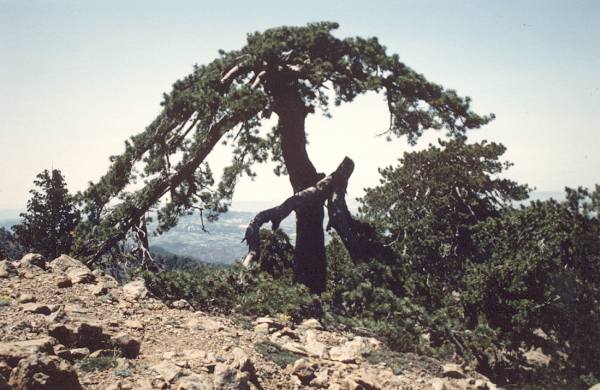 gesehen 1989 in den Troodos-Bergen auf Zypern in knapp 1800 m Höhe